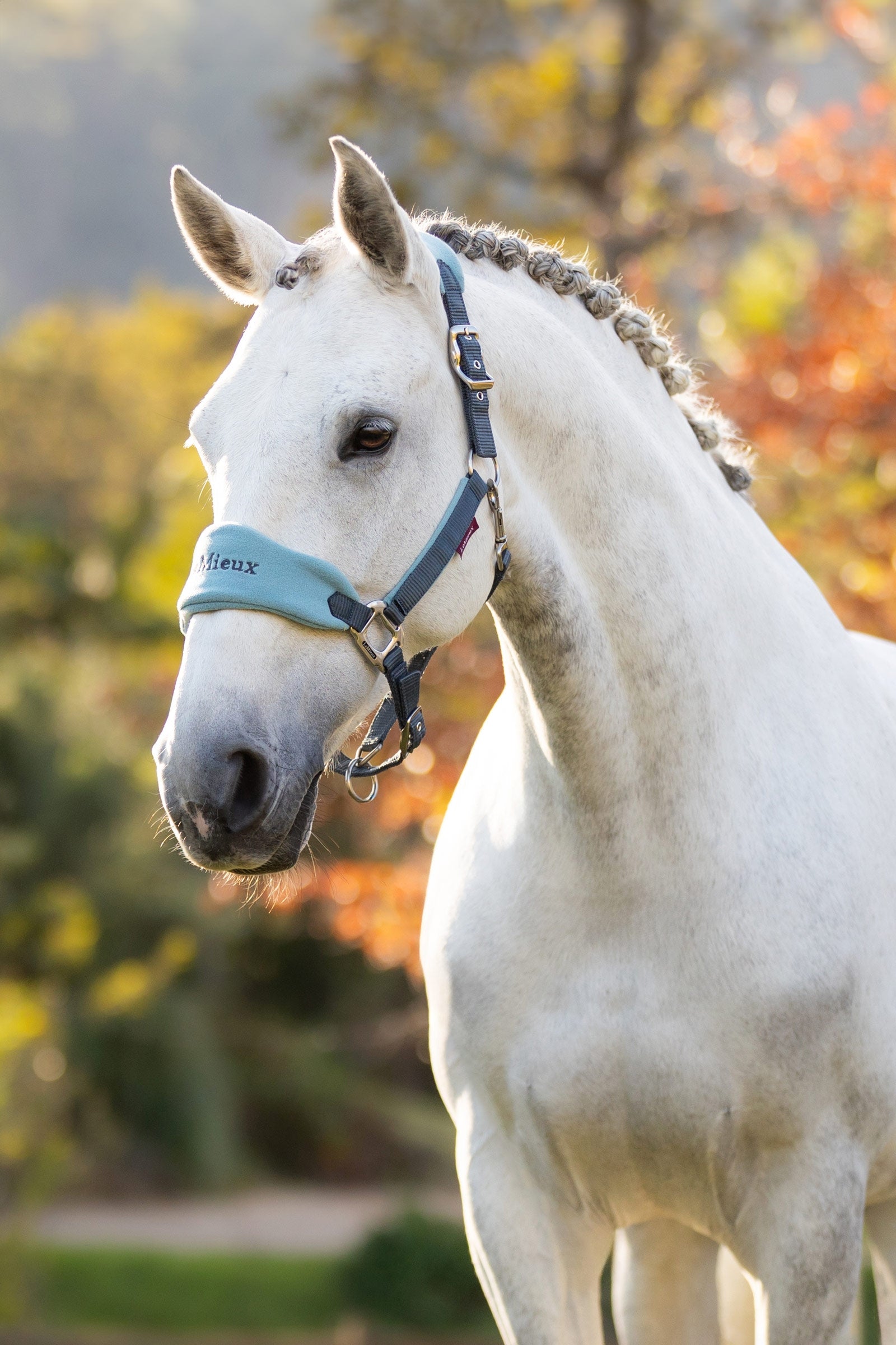 LeMieux Vogue Headcollar & Lead Rope Set Halters & Leads