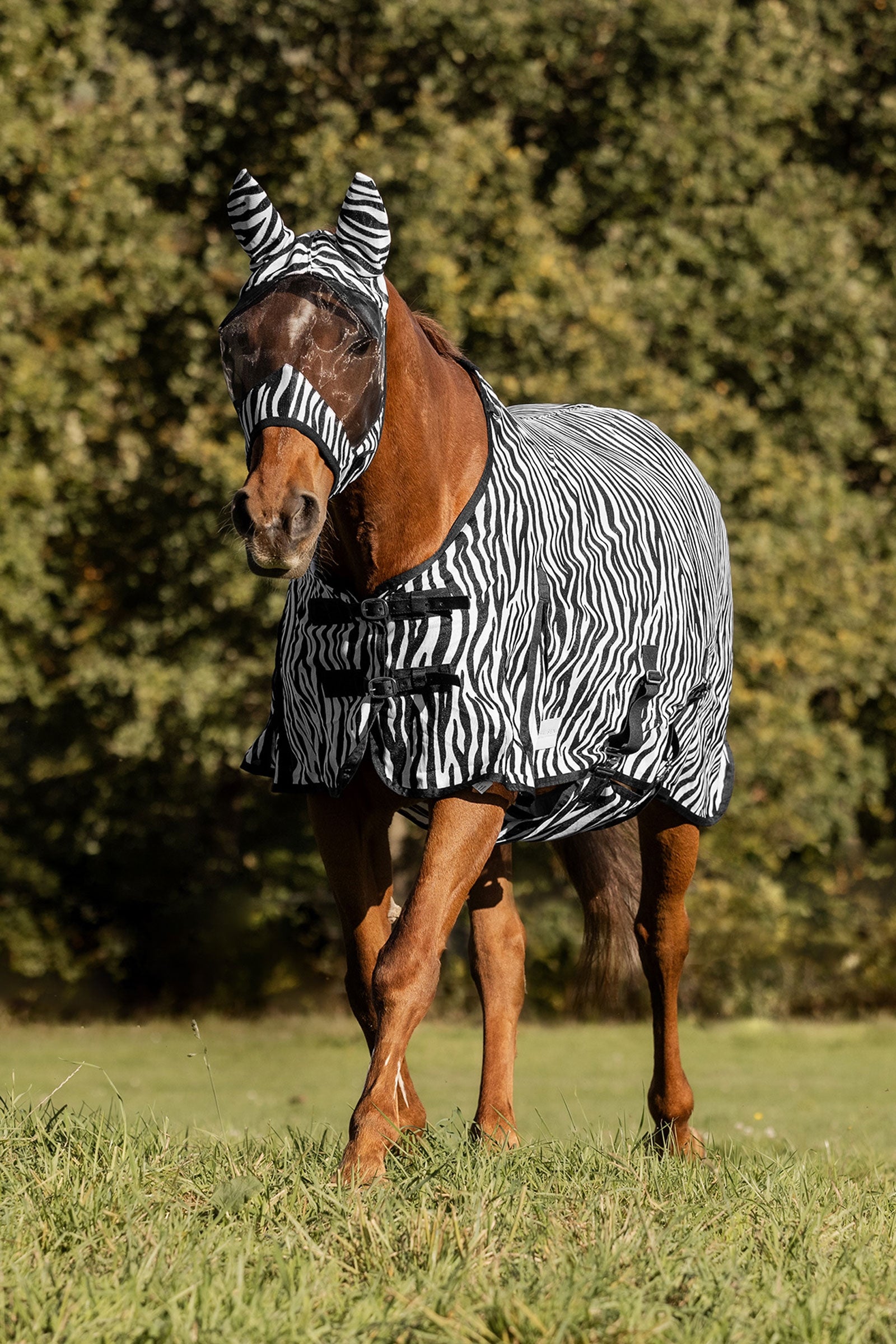 Waldhausen Zebra flugtäcke med raka gjordremmar Hästtäcken
