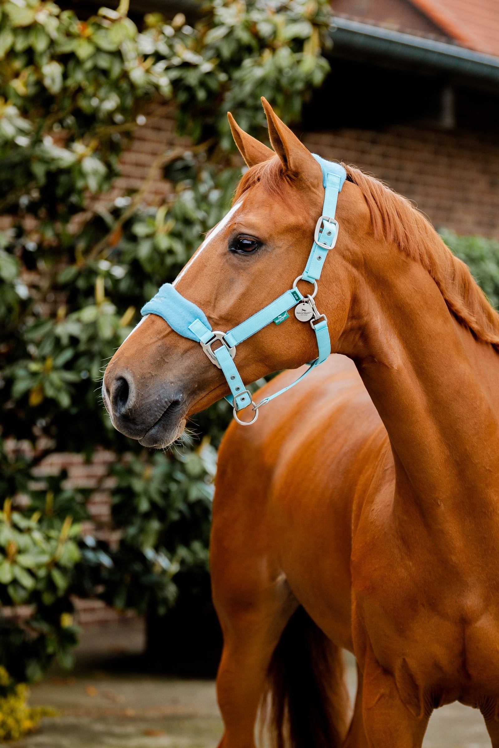 Horseware Signature Skötsel Grimmma Grimma & grimskaft