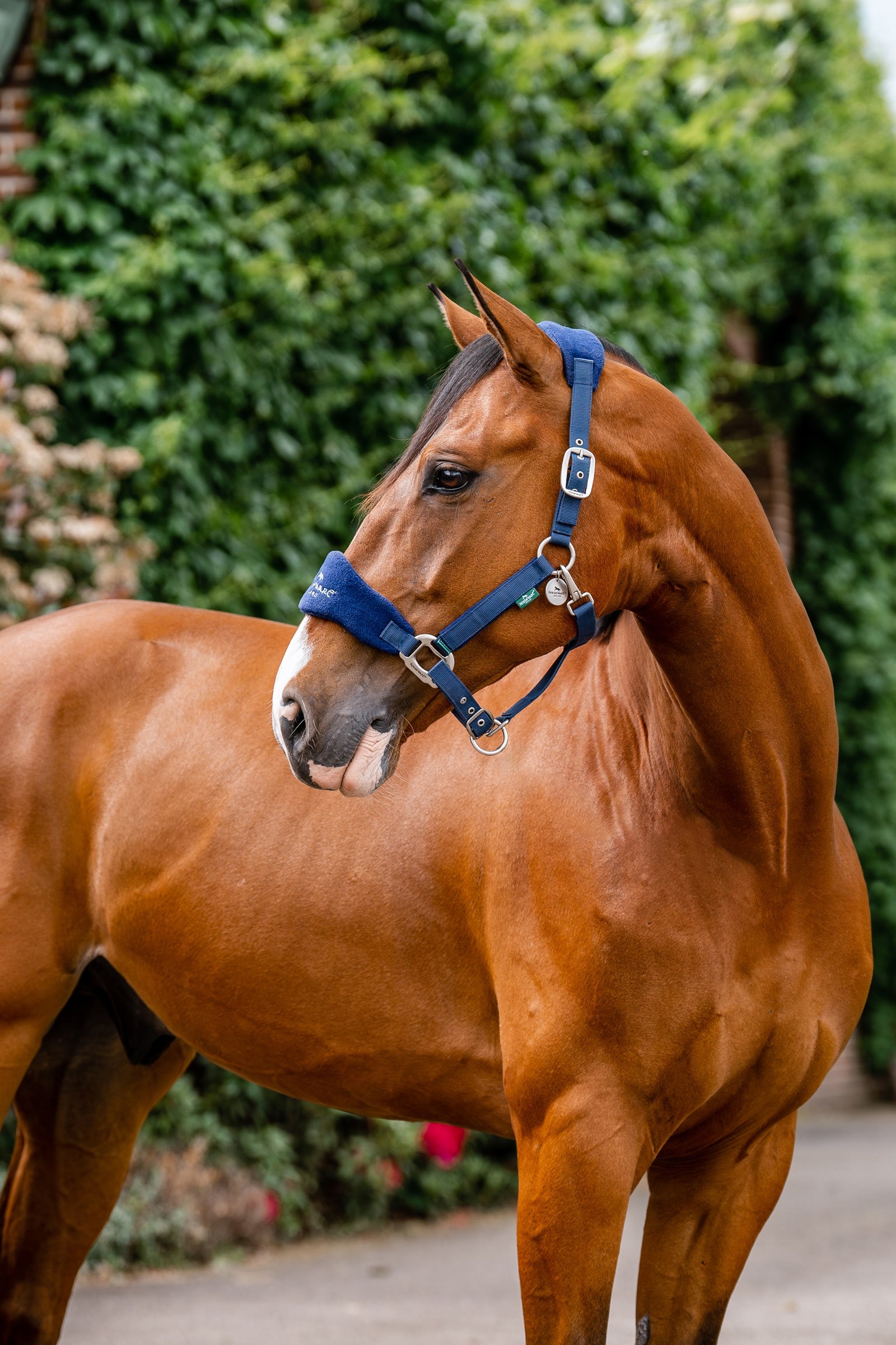 Horseware Signature Skötsel Grimmma Grimma & grimskaft