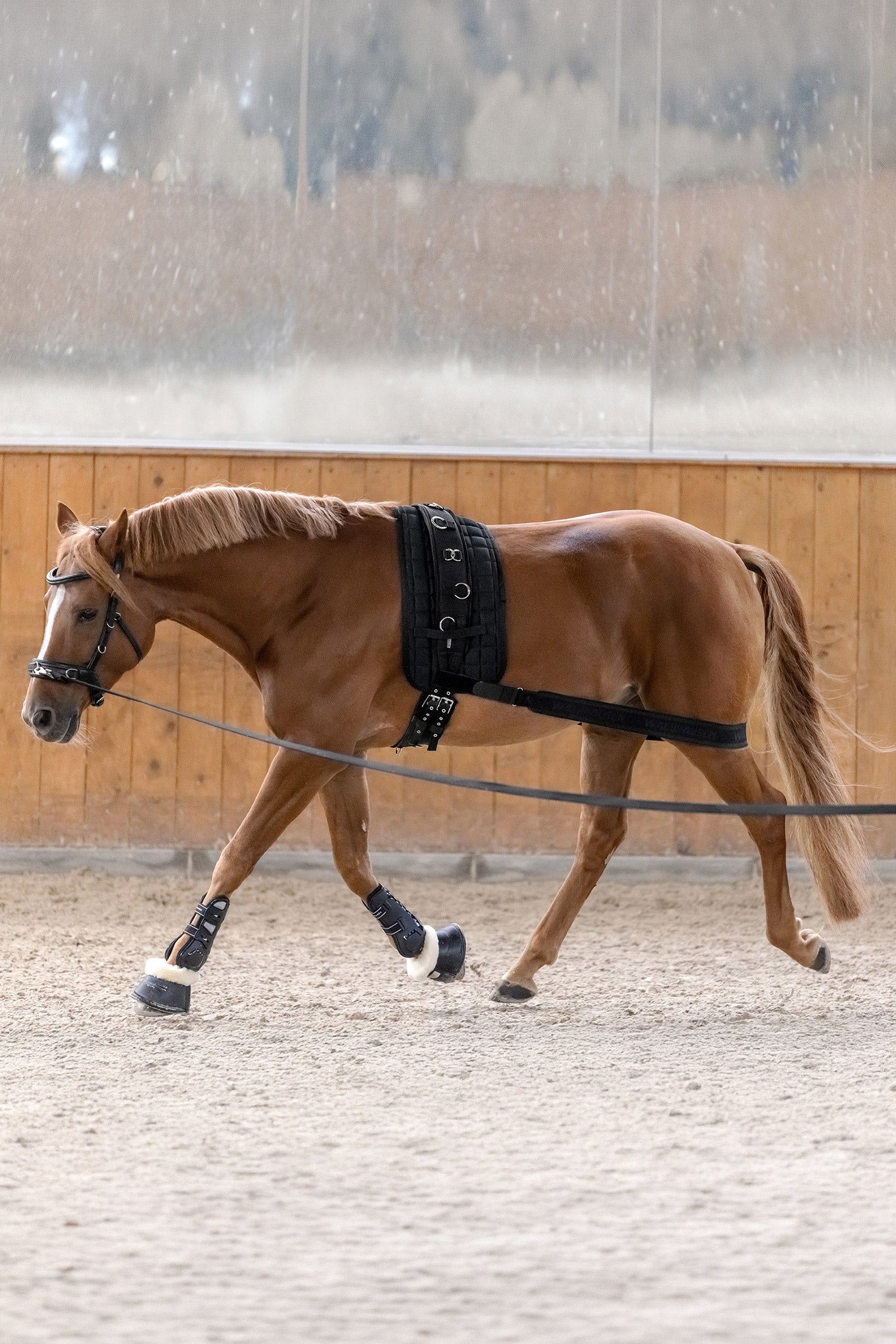 Waldhausen kroppsbinda för aktivering av bakdelen Leg & Hoof Protection