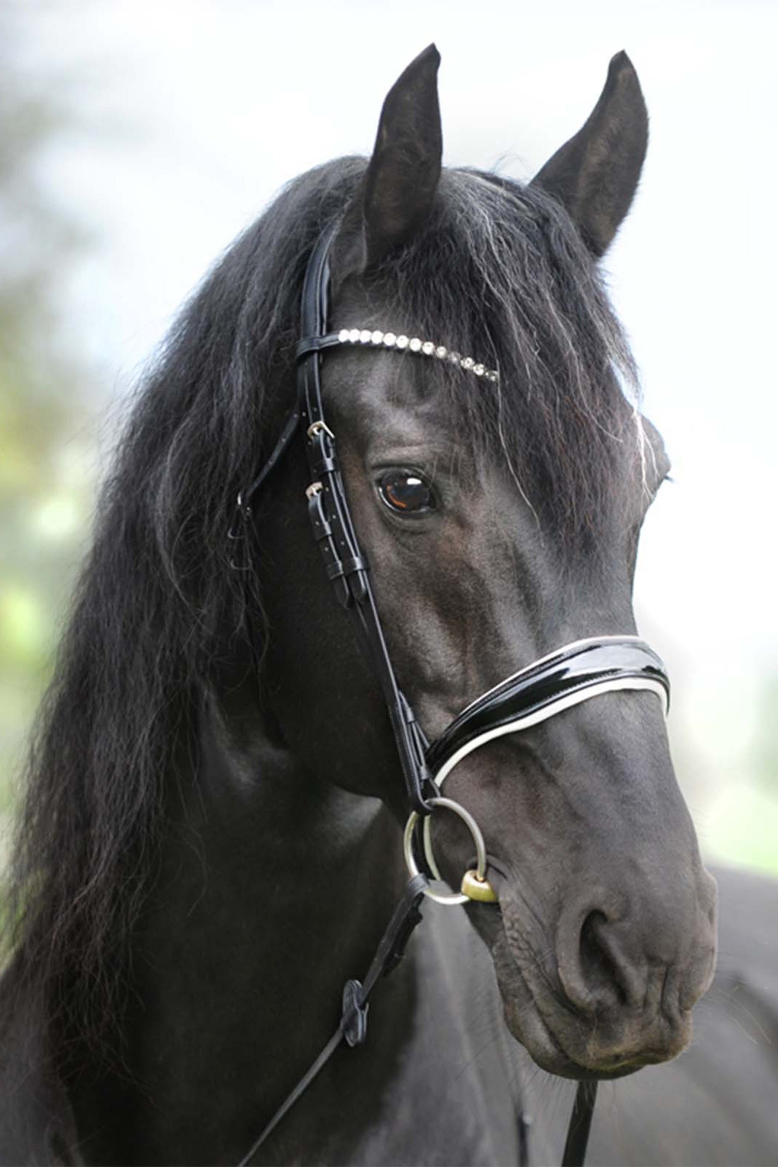 Kavalkade KavalSH4 Juliana English Combined Bridle Bridles & Reins