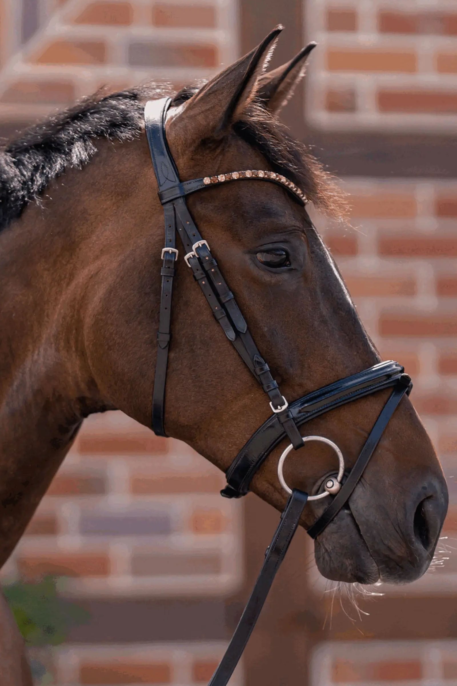 Sprenger Novocontact Loose Ring Snaffle 14mm Single Jointed Sensogan 70mm Stainless Steel Rings Horse Bits