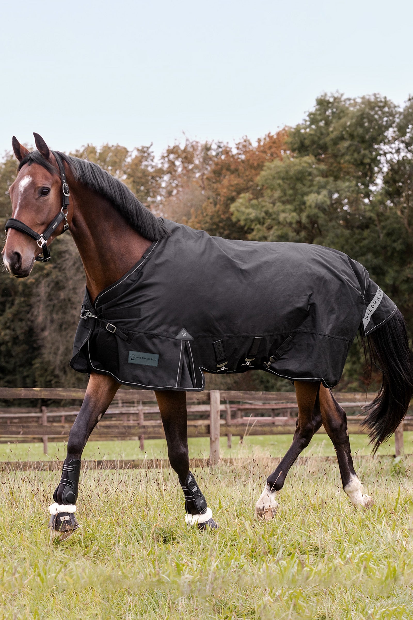 Waldhausen Outdoor Rug Scandic 300 g Horse Rugs