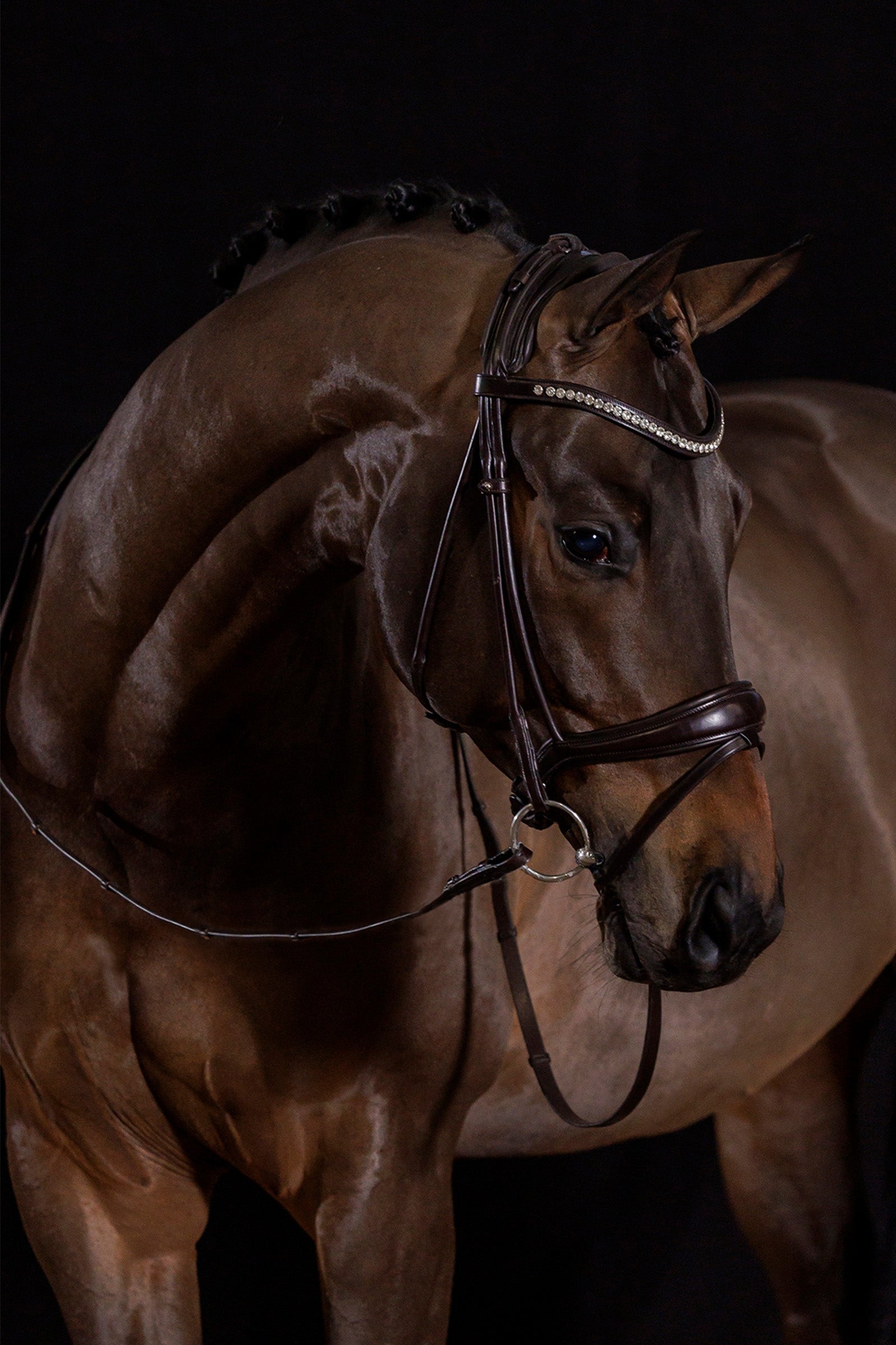 Schockemöhle Sports Westminster Bridle Bridles & Reins