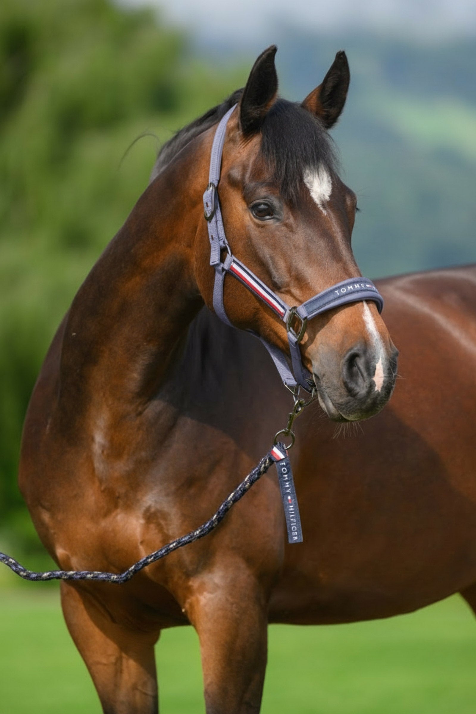 Tommy Hilfiger Equestrian Yale grimma- och grimskaftset Grimma & grimskaft