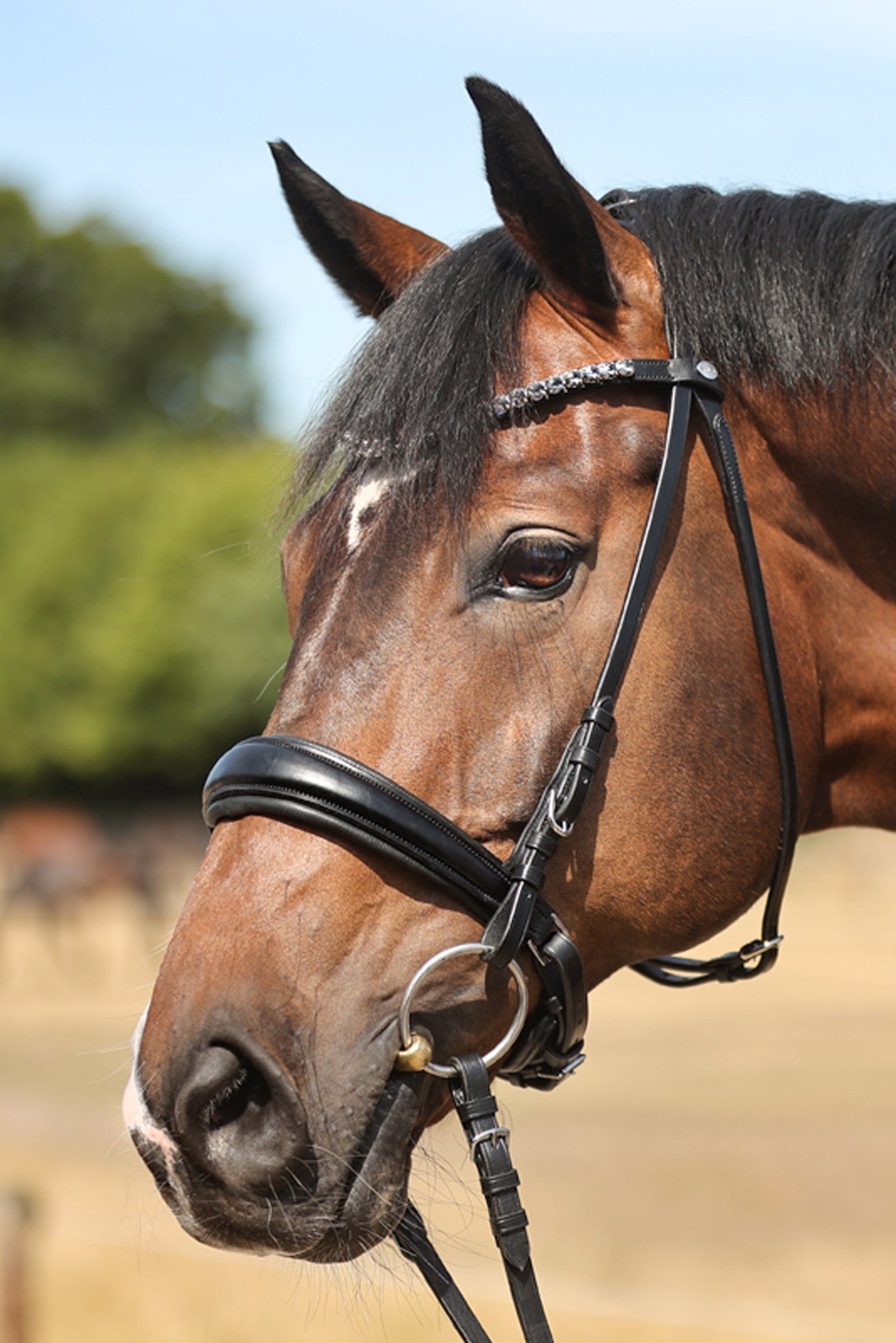 Kavalkade Ayana KavalSH4 Bridle Träns & Tyglar