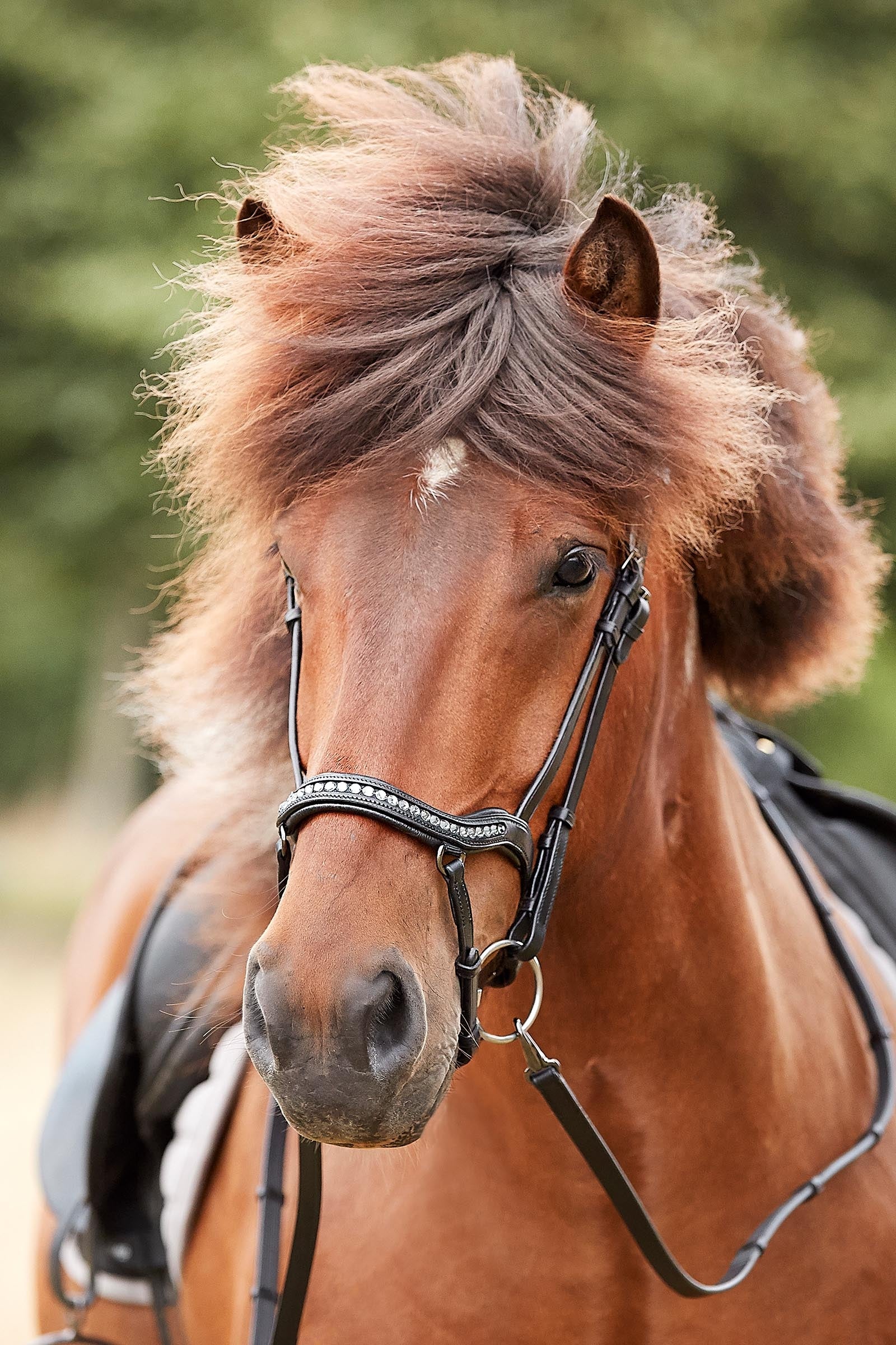 Catago Raja Icelandic Bridle Bridles & Reins