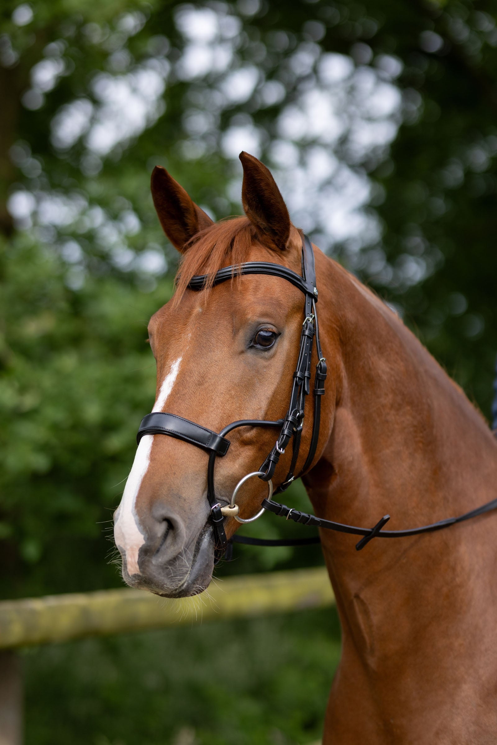 Horze Chio Bridle Bridles & Reins