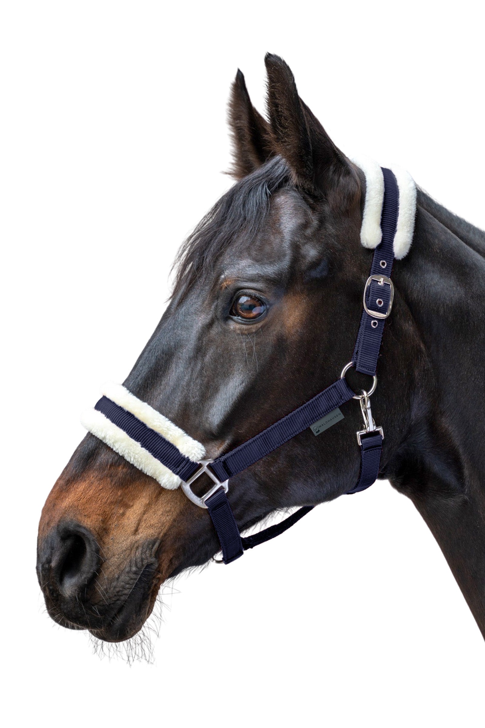 Waldhausen First Halter Halters & Leads
