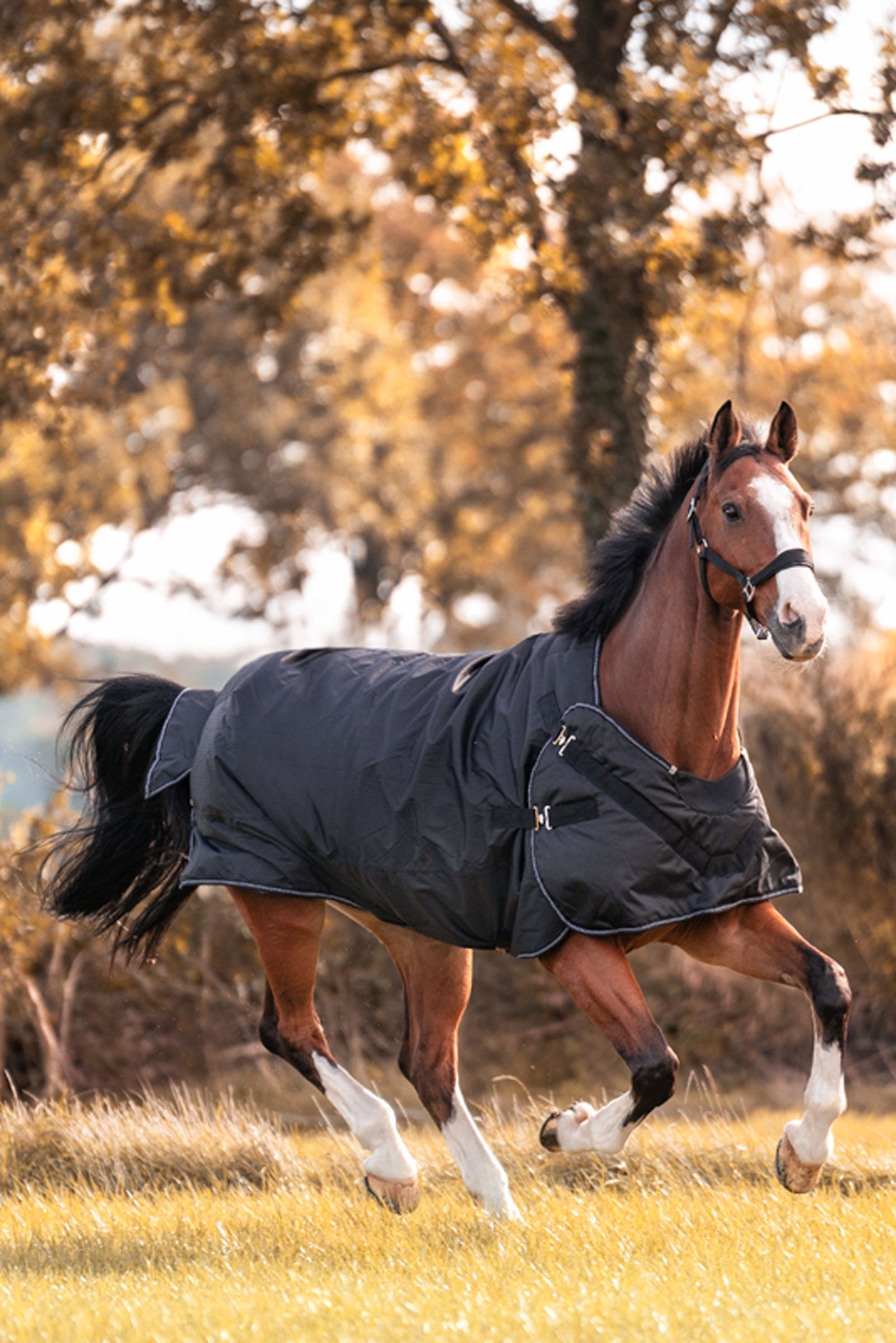 Kavalkade Halifax 2-i-1 Utetäcke och Skrittäcke 200g Hästtäcken