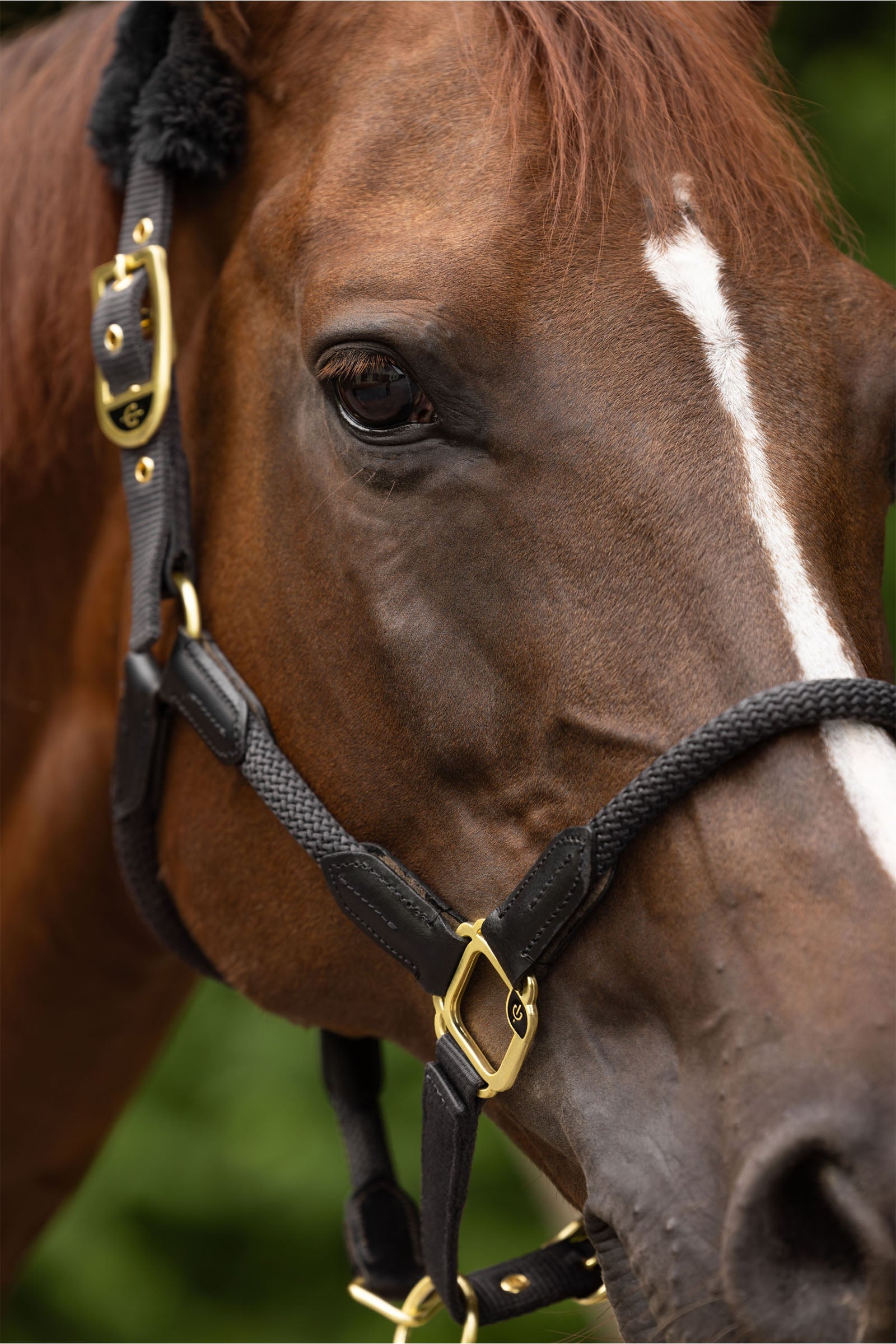 Covalliero Anniversary Halter Halters & Leads