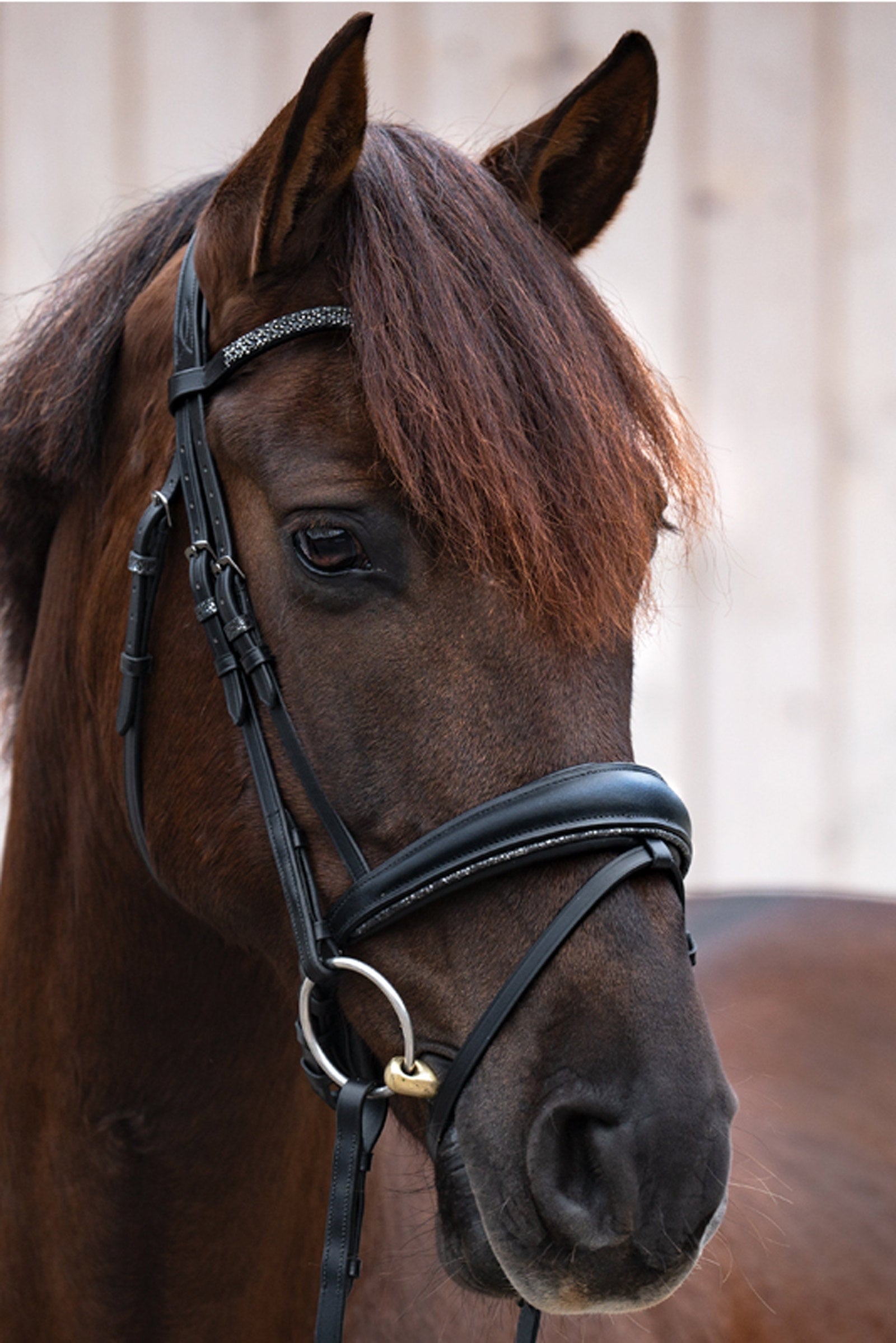 Kavalkade Victoria Bridle Bridles & Reins
