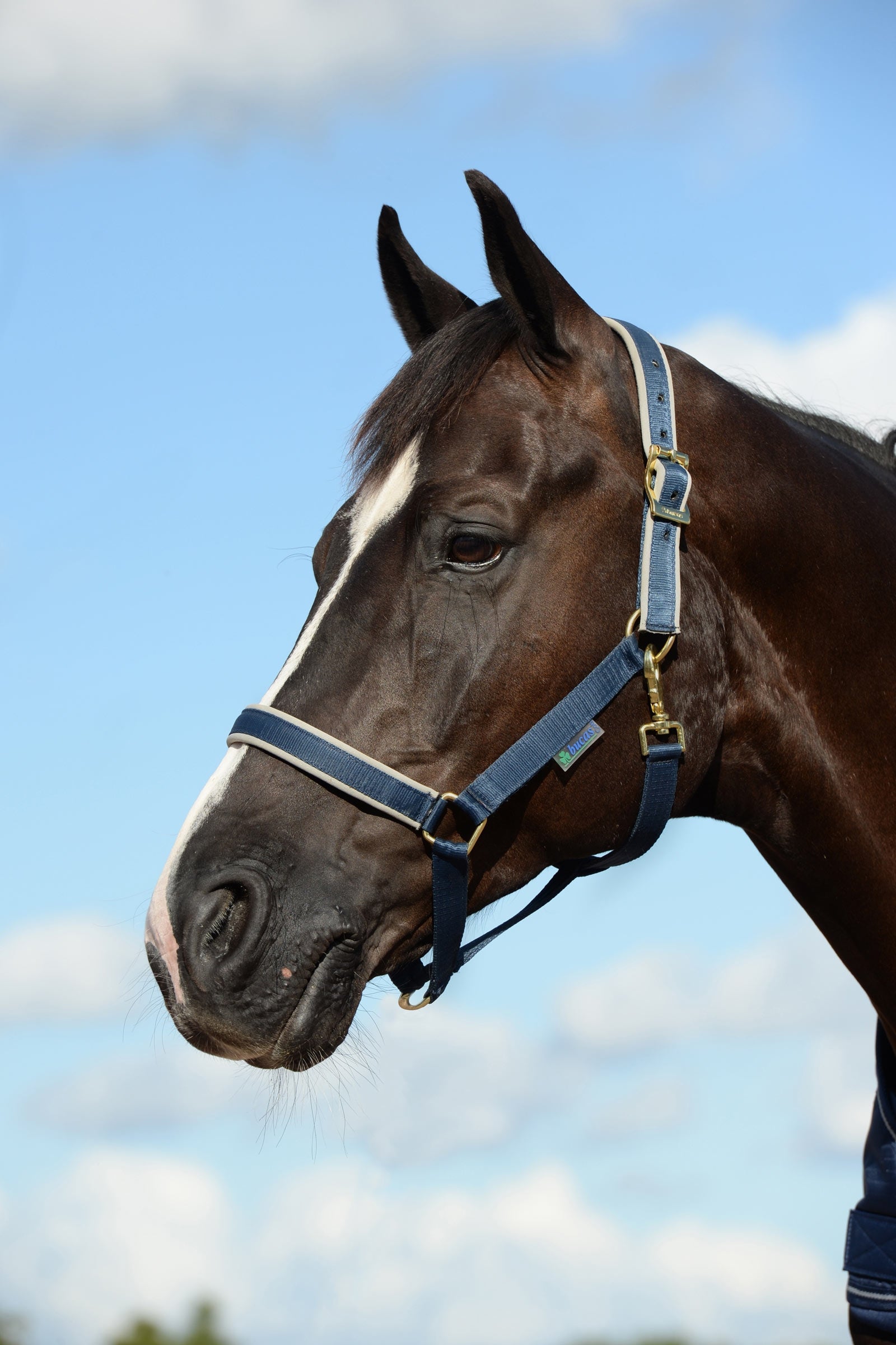 Bucas Dublin Luxury vadderade grimma Grimma & grimskaft