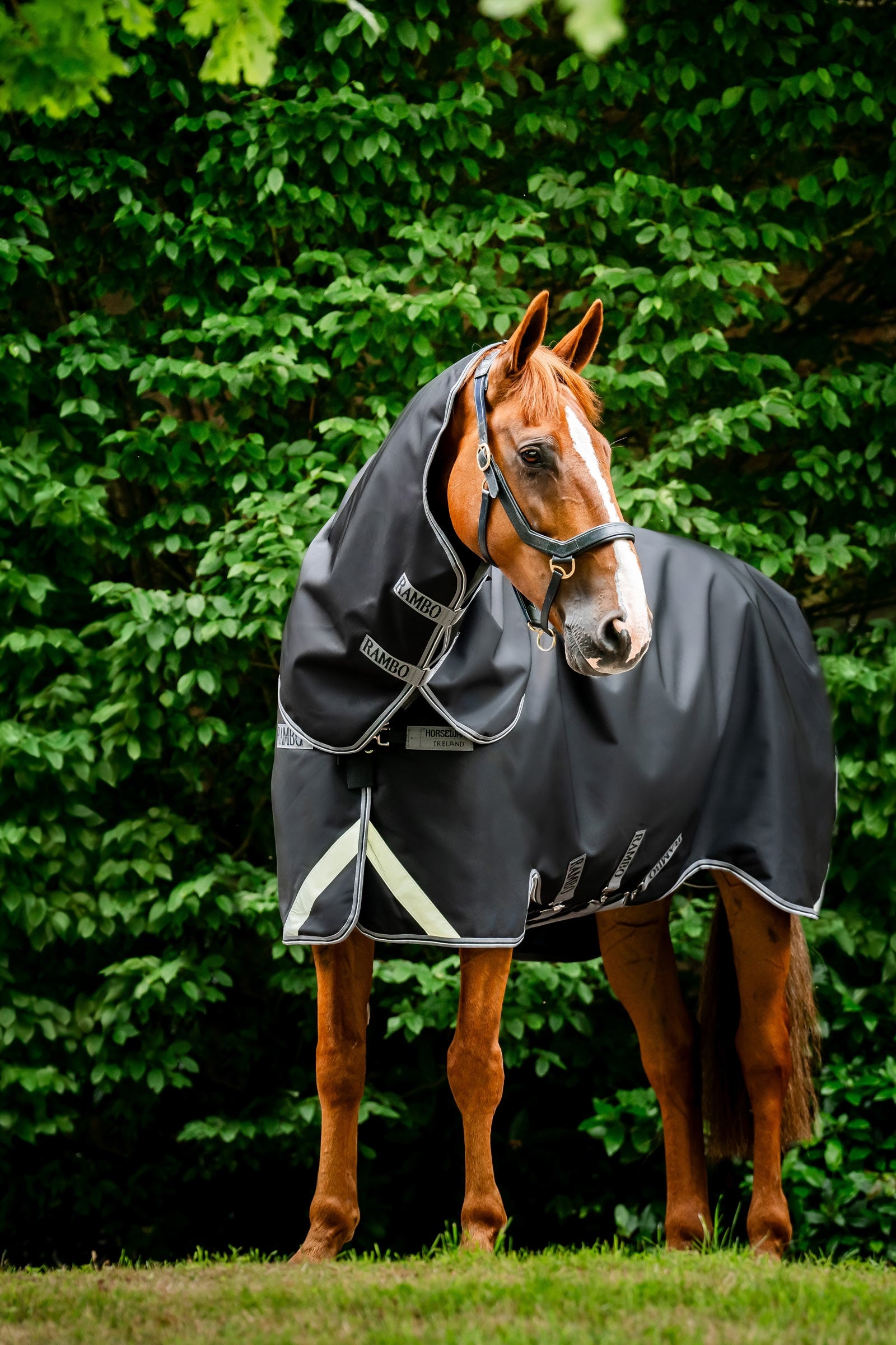 Horseware Rambo 1680D Plus Turnout Rug, 100 g Horse Rugs