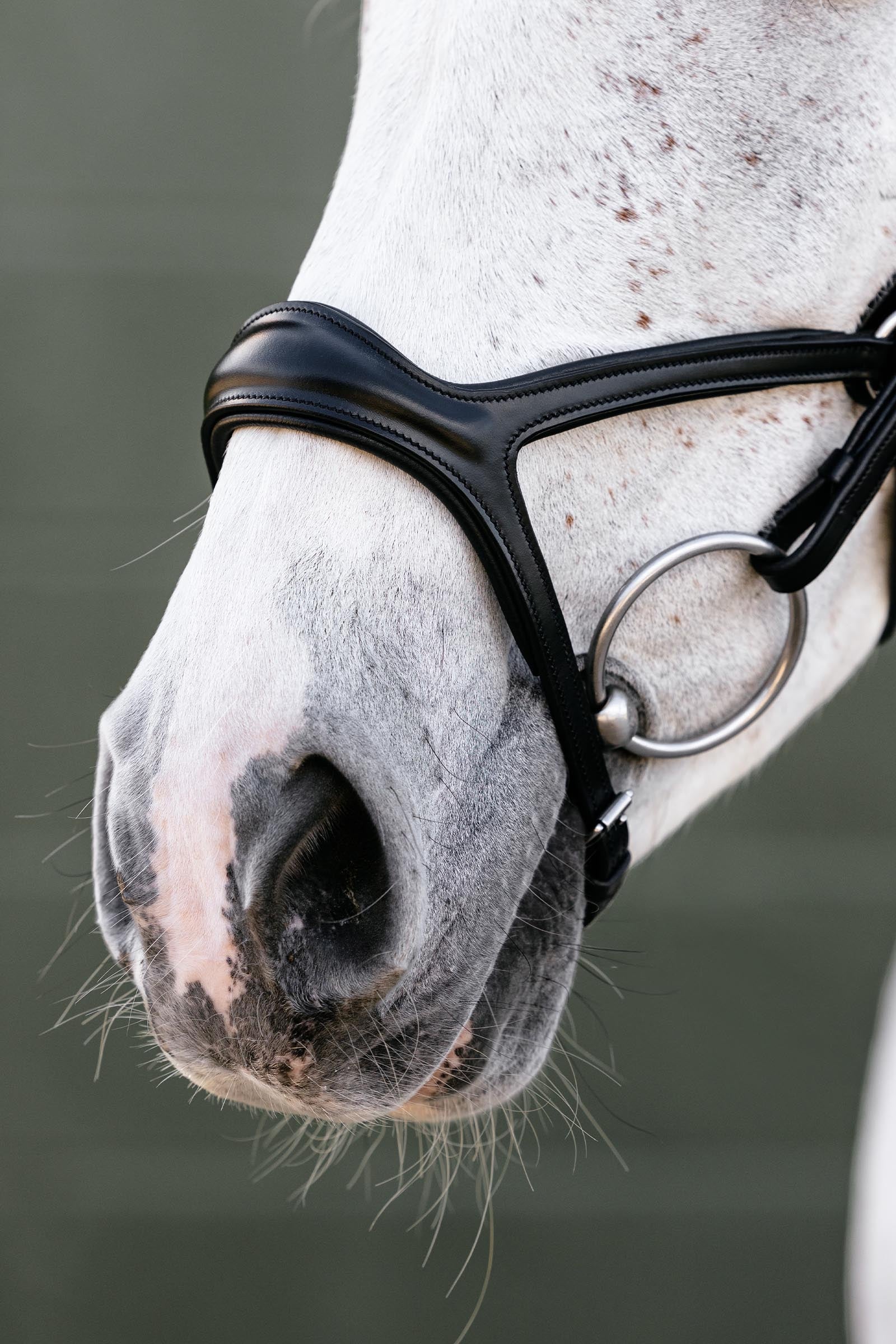 LeMieux Kudos Sport Bridle Bridles & Reins