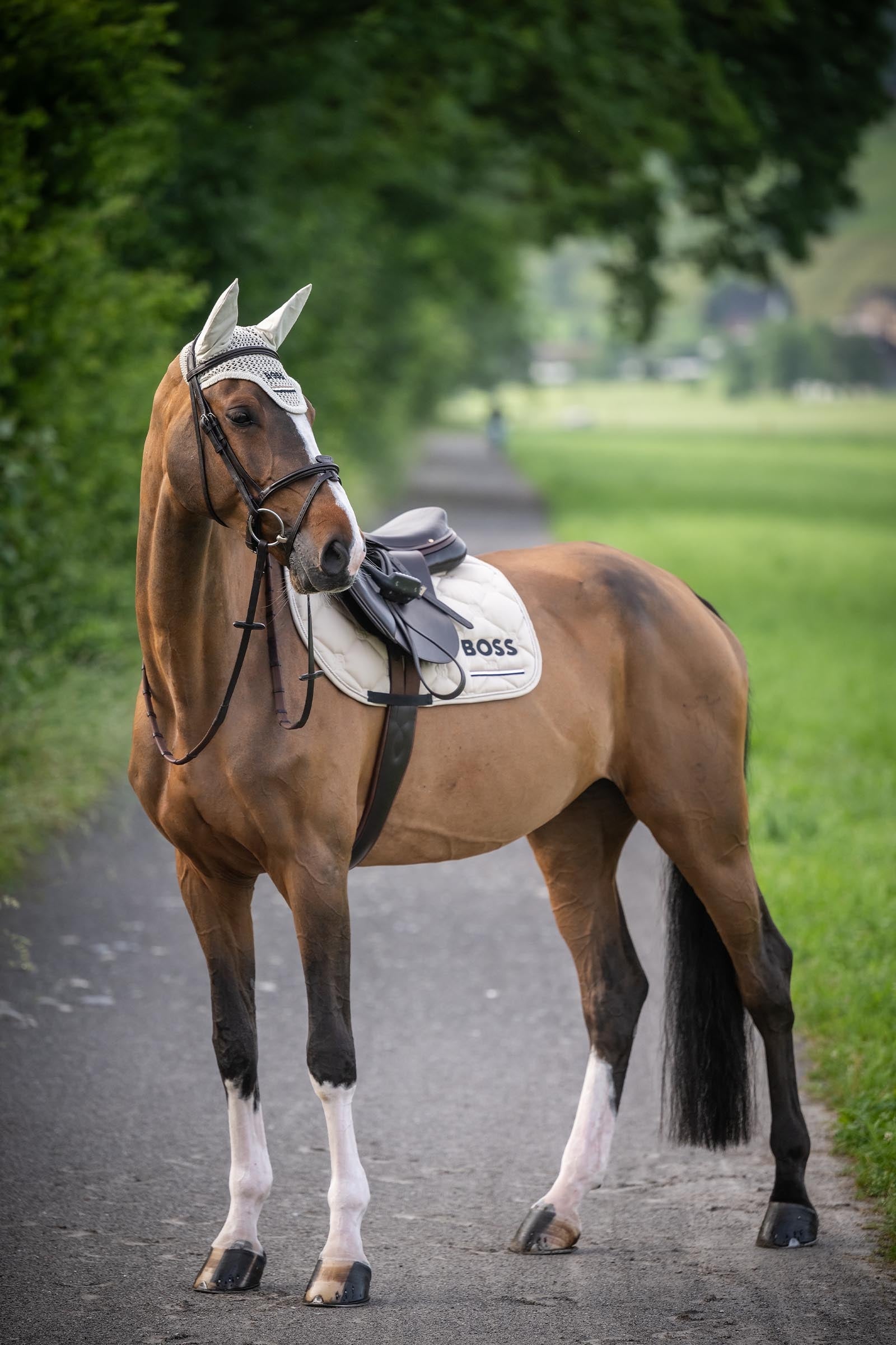 BOSS Equestrian Boss Cheltenham Jump Saddle Pad Saddle Pads