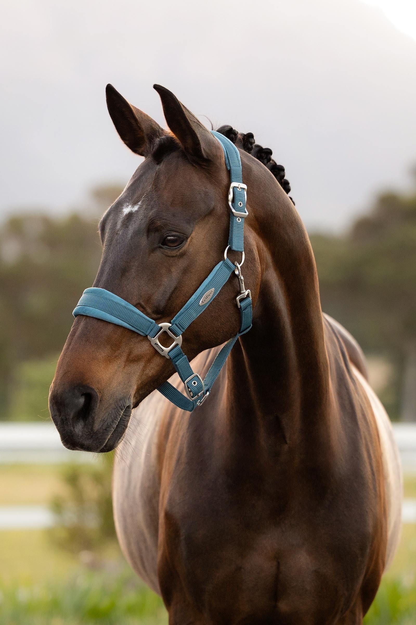 LeMieux Versailles Headcollar Halters & Leads