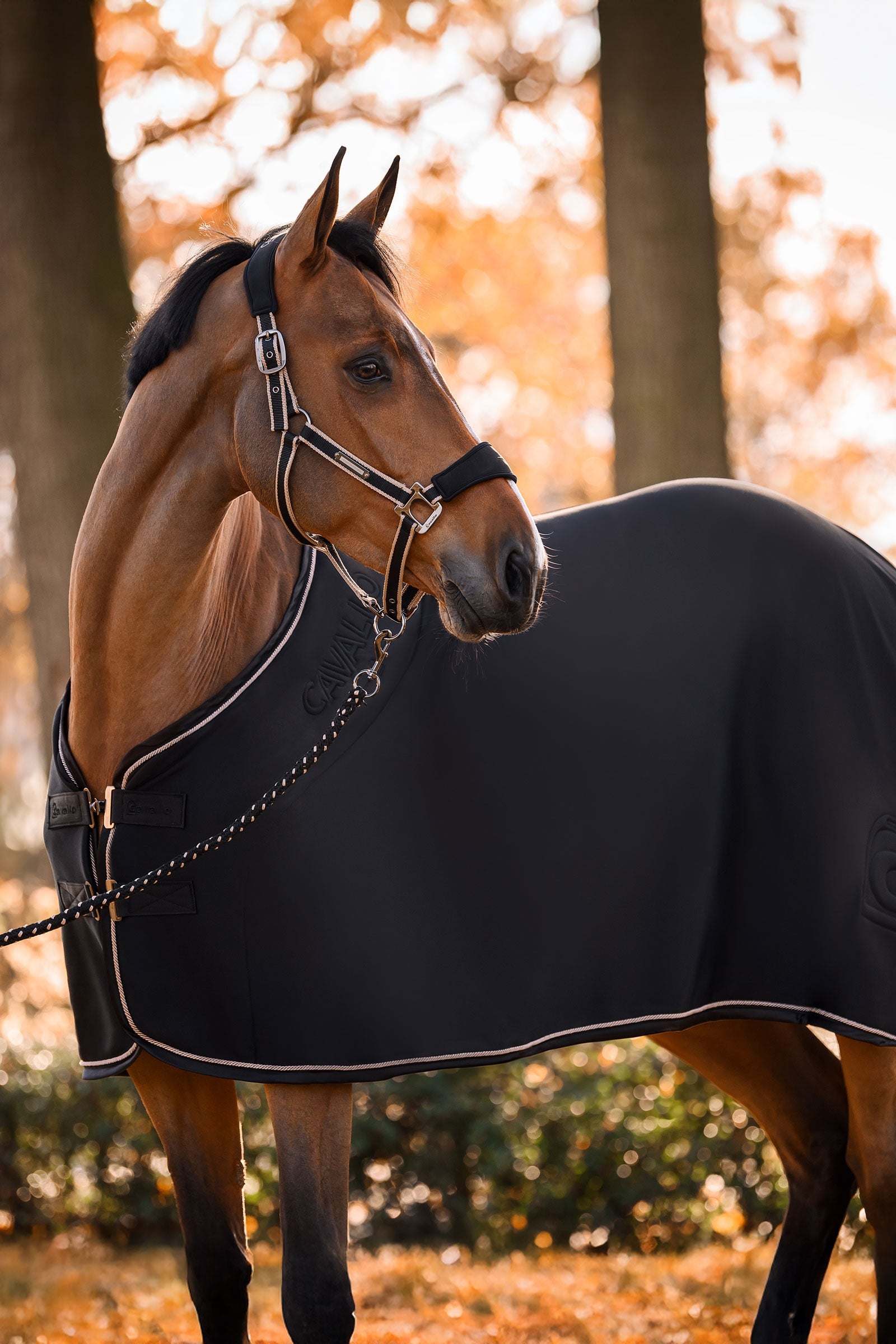 Cavallo CAVALSOFT Softshell Head Collar Halters & Leads