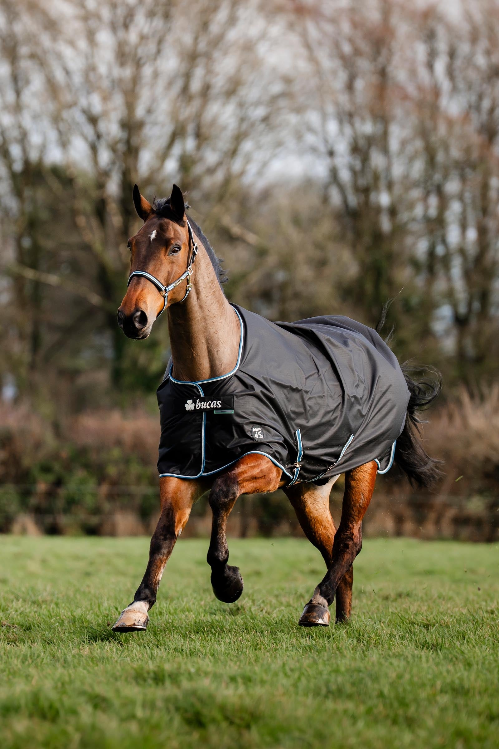 Bucas Anniversary SF Light Rain Turnout Rug, 50g Horse Rugs