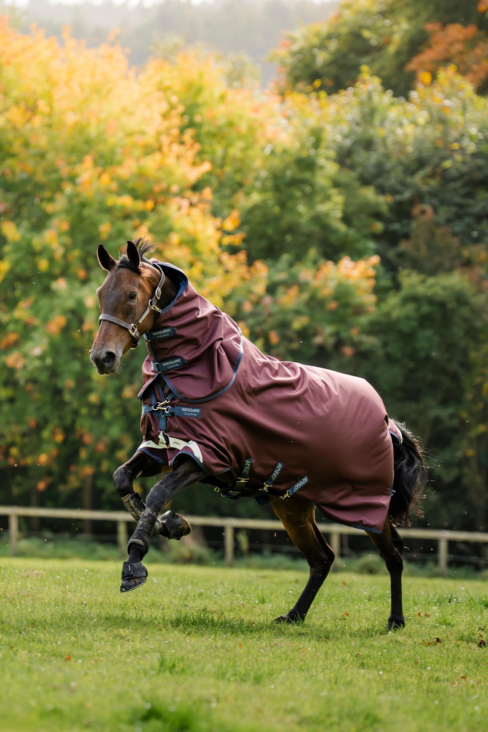 Horseware Amigo Bravo 12 Plus Turnout Rug With Detachable Neck, 400g Horse Rugs