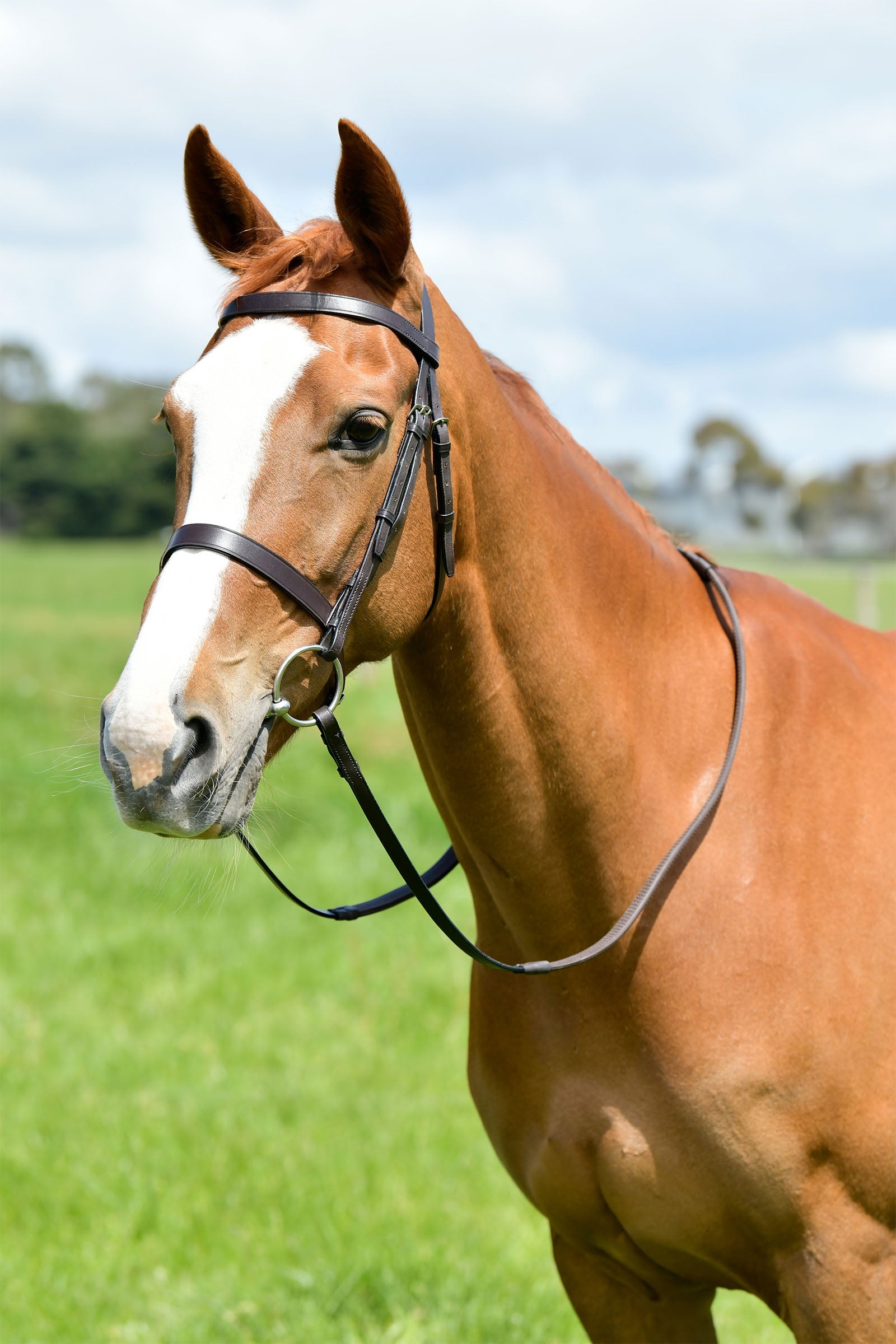 Kincade Classic platt jaktträns med tyglar Träns & Tyglar