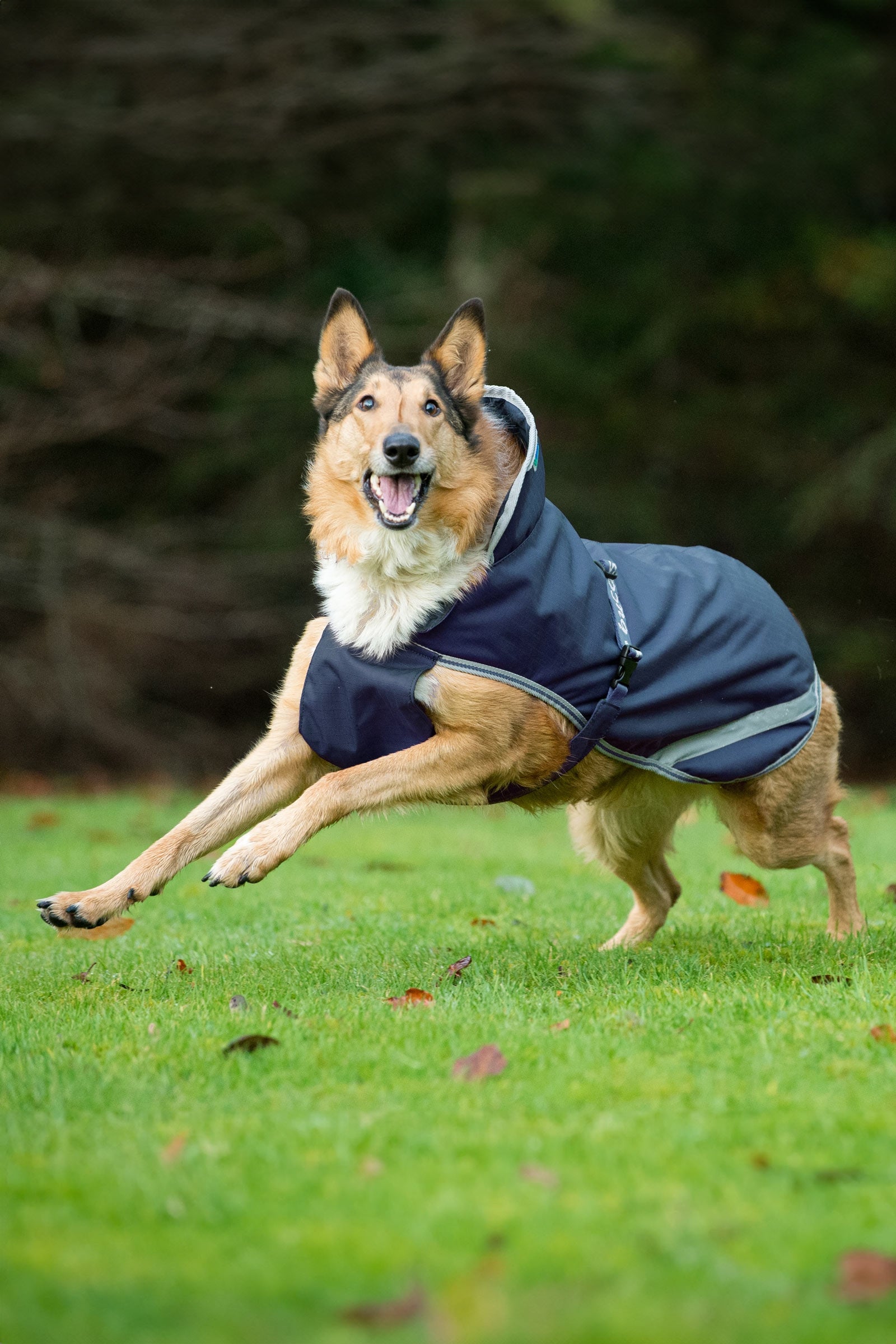 Bucas Freedom Dog Rug, 50g  (50-75 cm) Dog Accesories