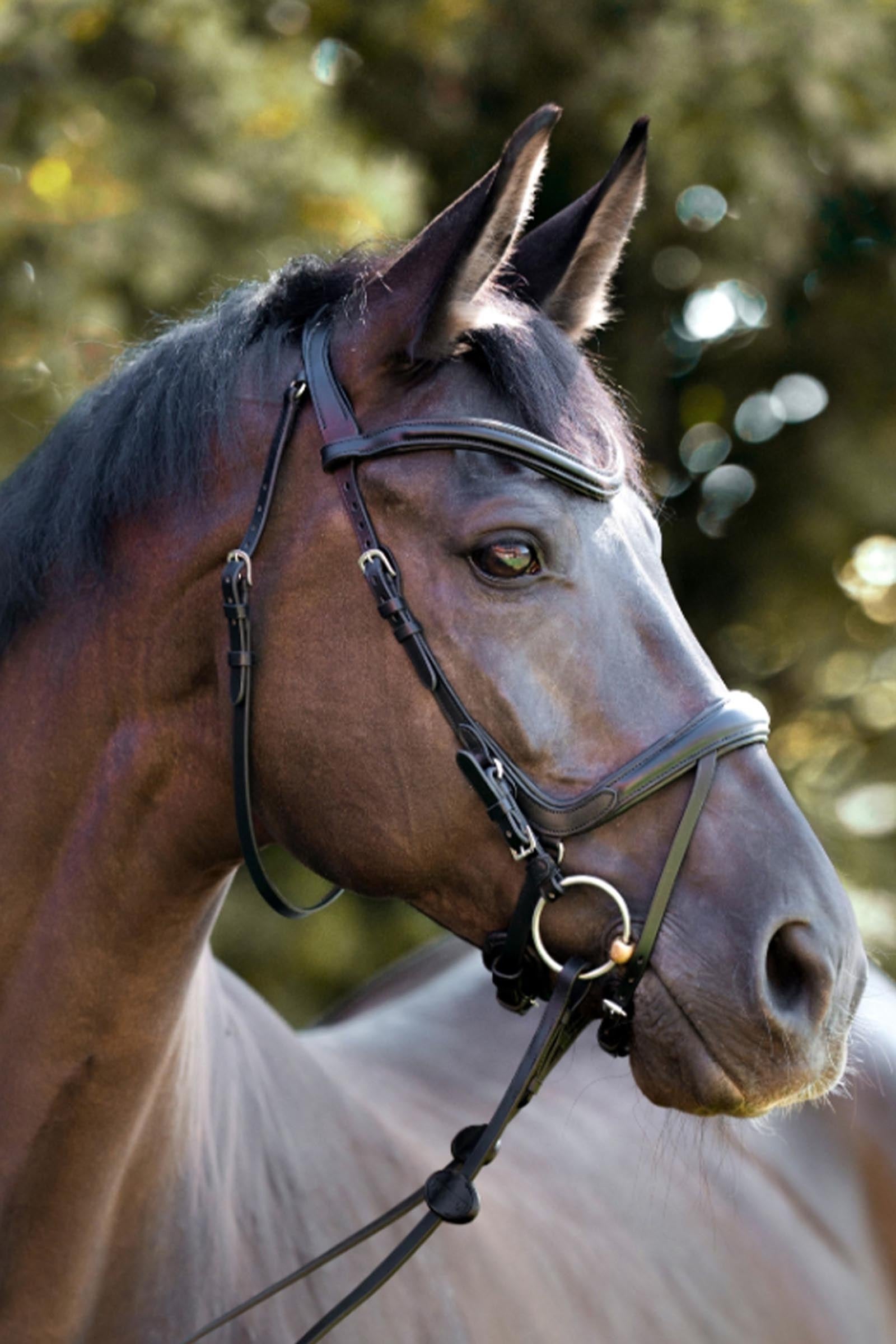 Kavalkade Cajus English Anatomic Combined Bridle Bridles & Reins