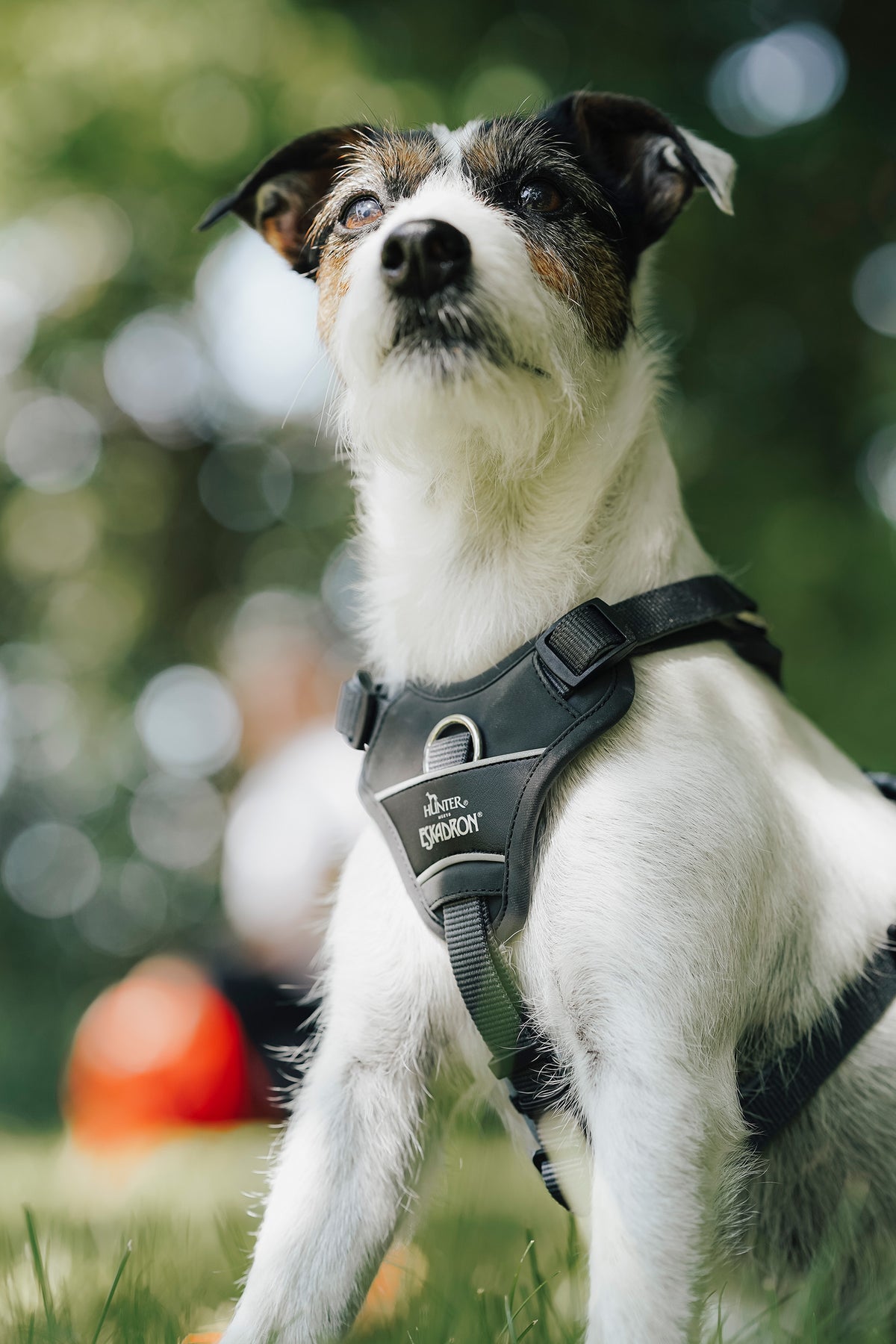 Eskadron Hunter x ESKADRON MOTION REFLECT Dog Harness Dog Accesories