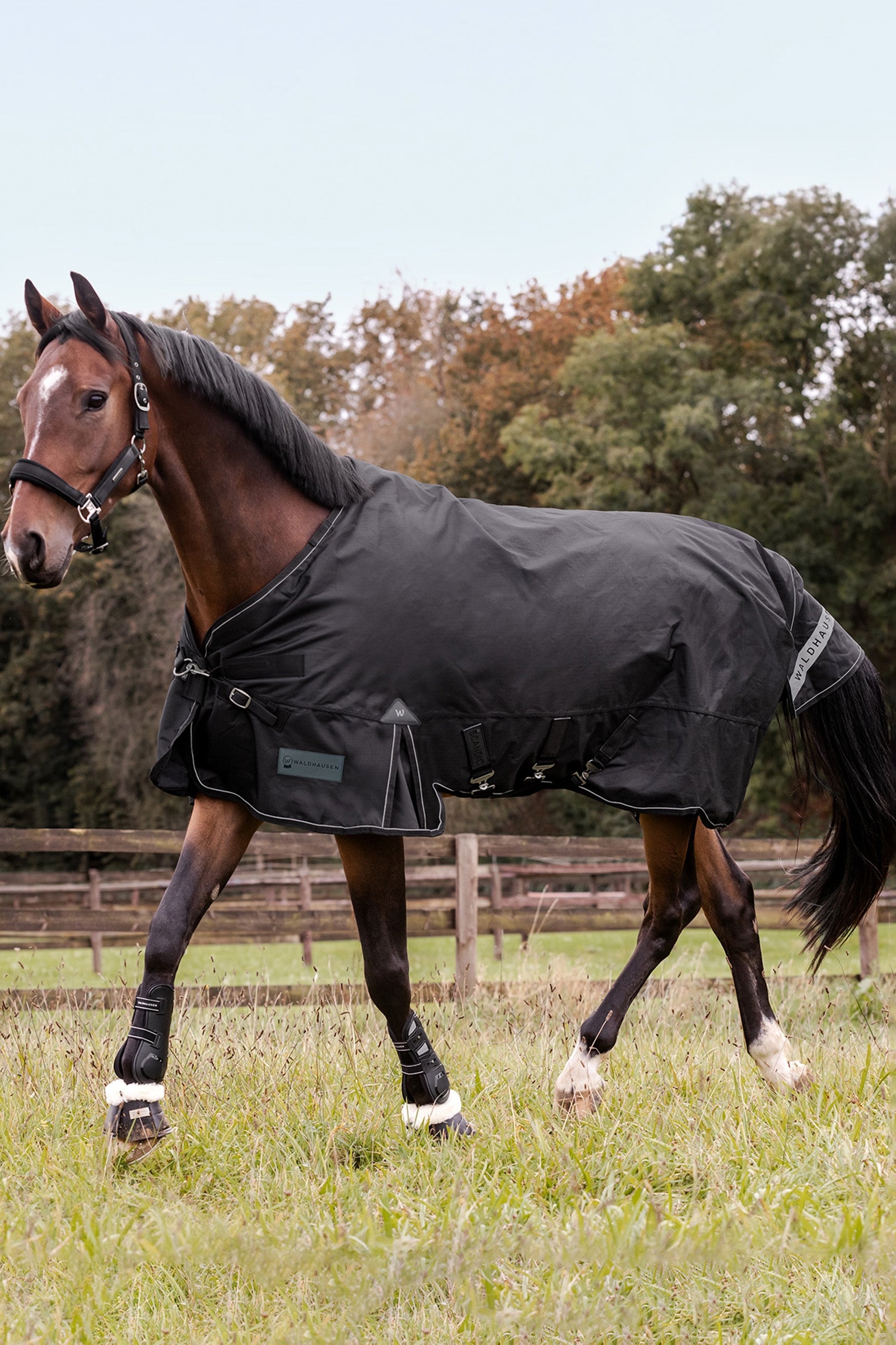 Waldhausen Outdoor Rug Scandic Multi-Layer 250 g/100 g Horse Rugs