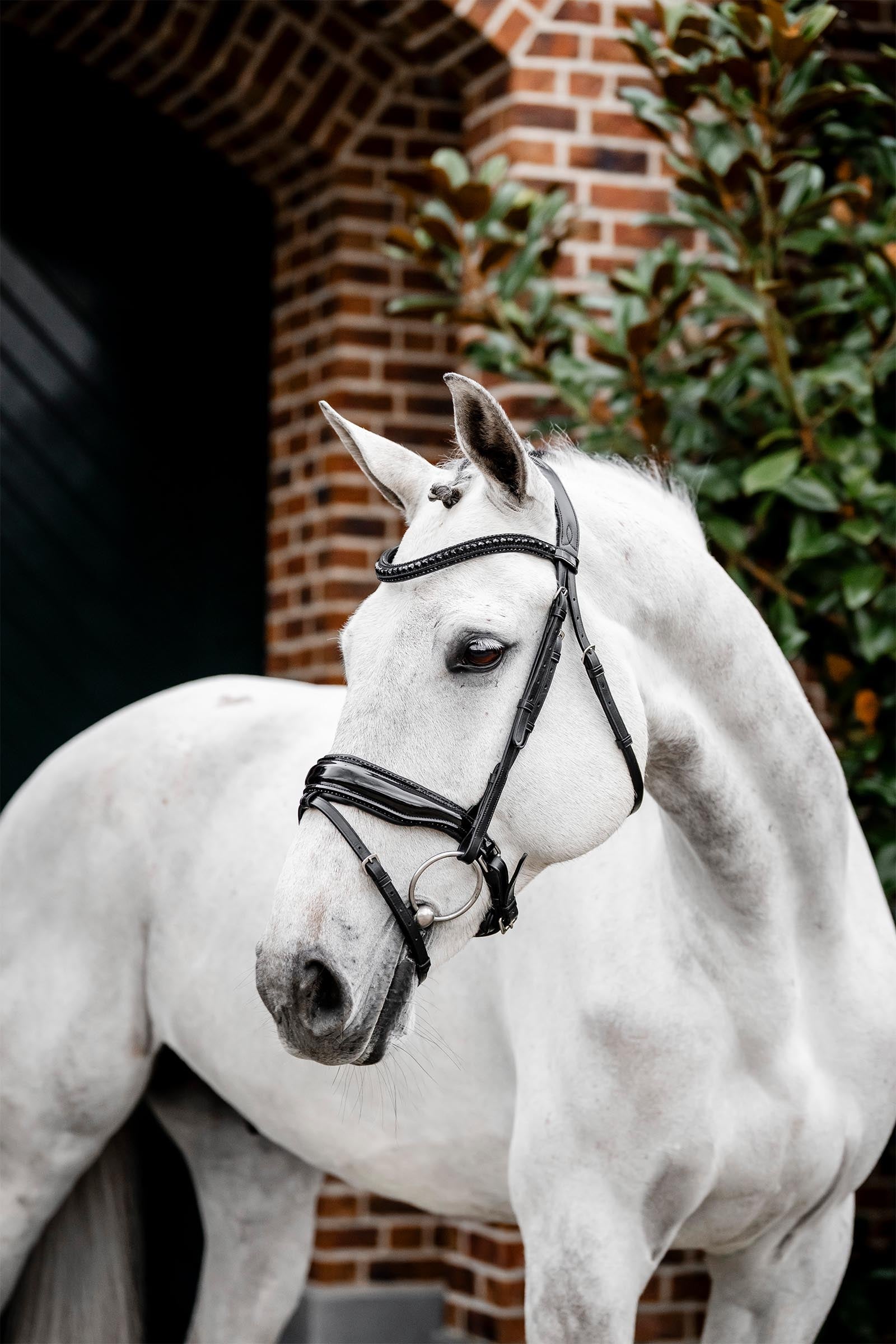Horseware Diamante träns med kombinerad nosgrimma Träns & Tyglar