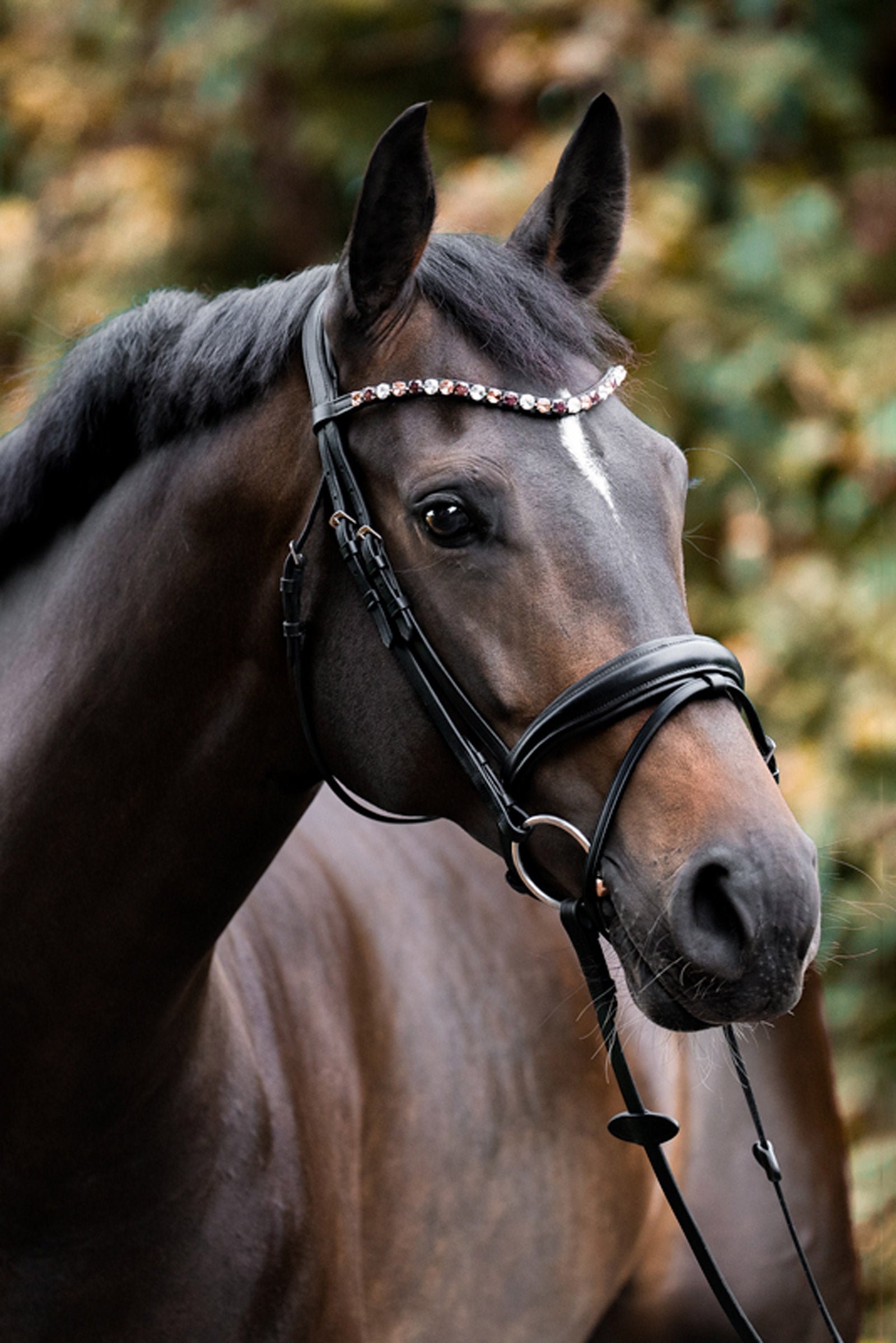Kavalkade Burgundy Browband Bridles & Reins