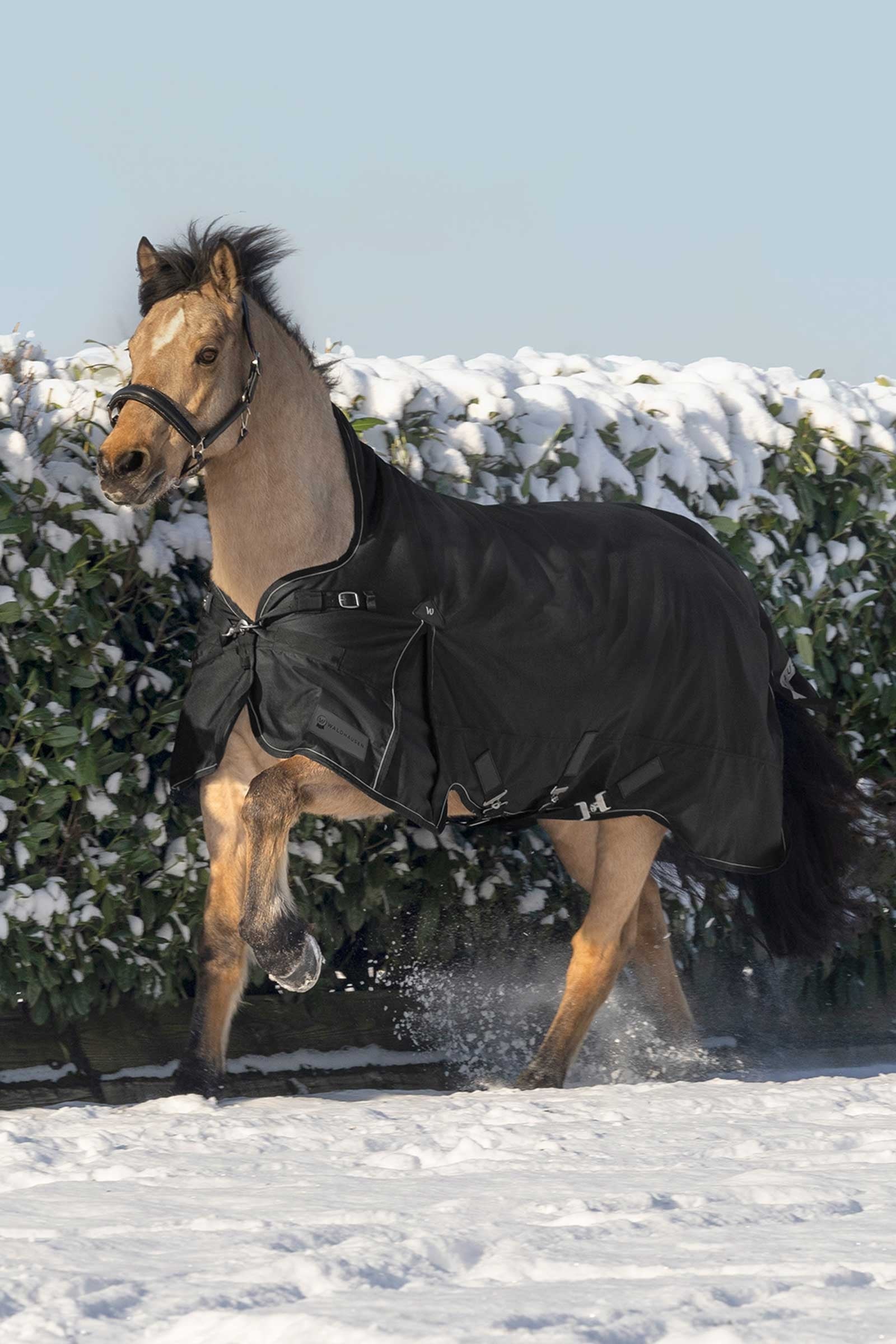 Waldhausen Scandic Turnout Rug With High Neck, 200g Horse Rugs